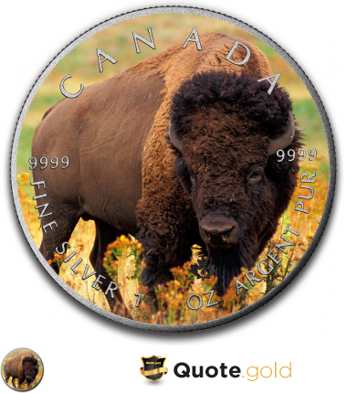 Bison - Wildlife